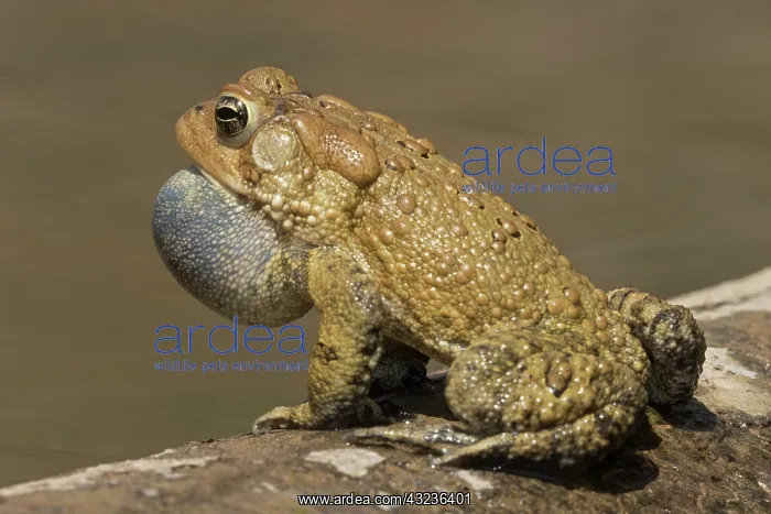 : American toad, Anaxyrus americanus, formerly Bufo americ : American toad, Anaxyrus americanus, formerly Bufo americ