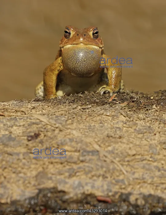  : American toad (Anaxyrus americanus), male calling