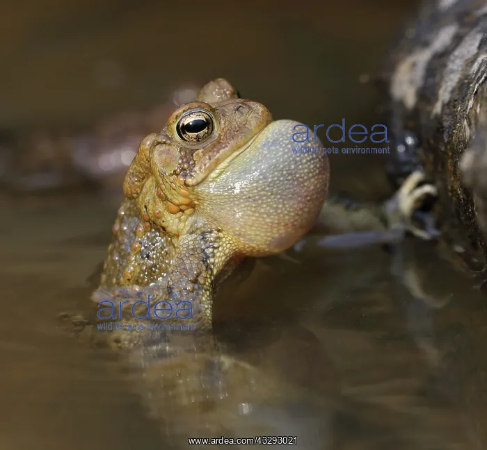 : American toad (Anaxyrus americanus), male calling : American toad (Anaxyrus americanus), male calling