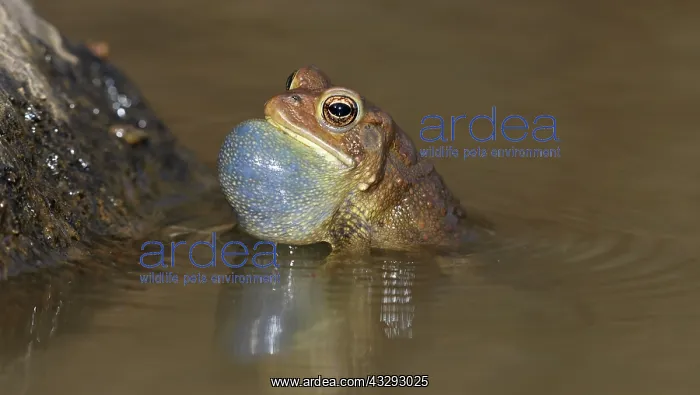 : American toad (Anaxyrus americanus), male calling : American toad (Anaxyrus americanus), male calling