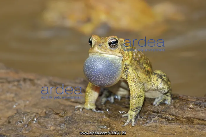 : American toad (Anaxyrus americanus), male calling : American toad (Anaxyrus americanus), male calling