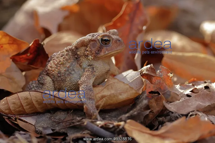 : American toad (Anaxyrus americanus), Maryland : American toad (Anaxyrus americanus), Maryland