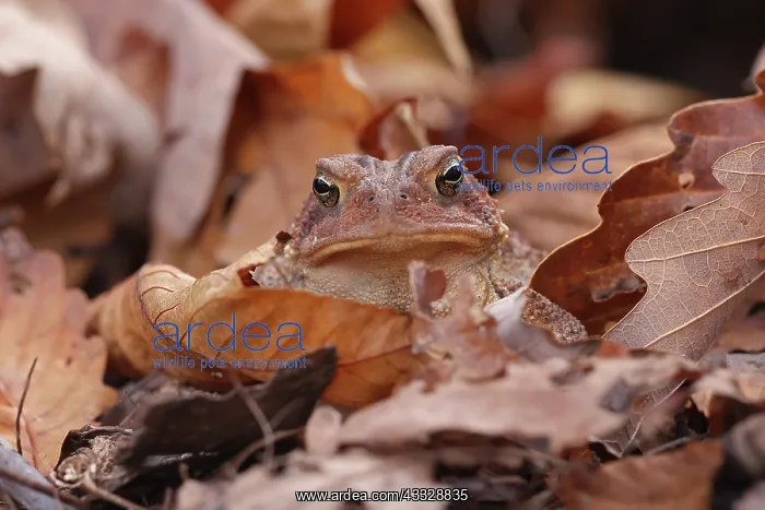 : American toad (Anaxyrus americanus), Maryland : American toad (Anaxyrus americanus), Maryland