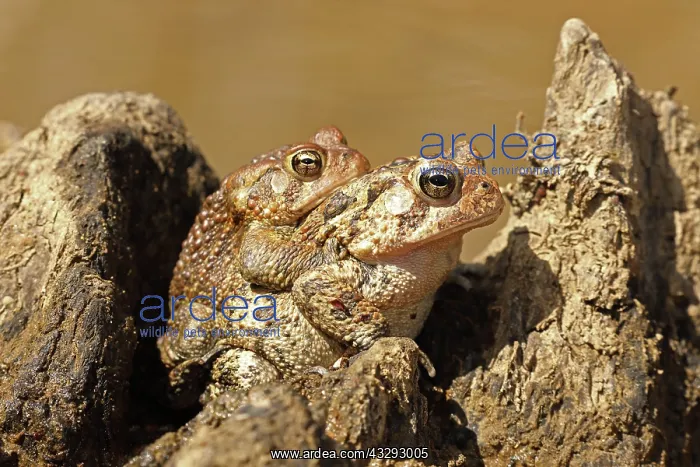 : American toad (Anaxyrus americanus), pair in amplexus : American toad (Anaxyrus americanus), pair in amplexus