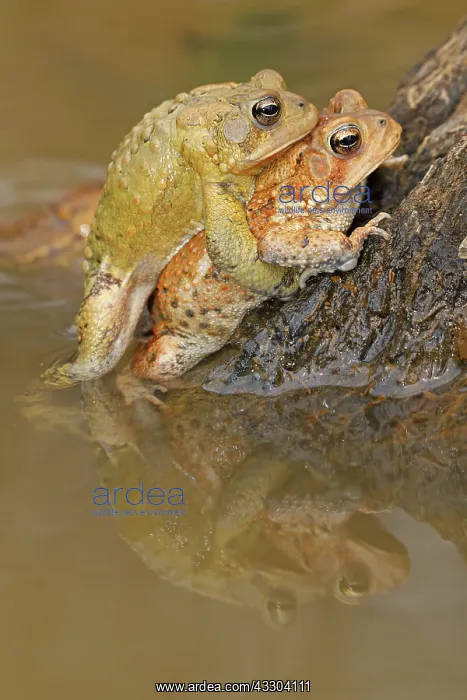 : American toad (Anaxyrus americanus), pair in amplexus : American toad (Anaxyrus americanus), pair in amplexus