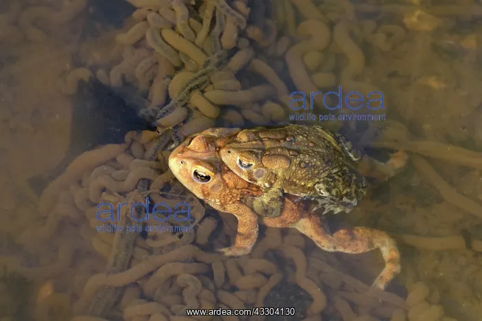  : American toad (Anaxyrus americanus), pair in amplexus