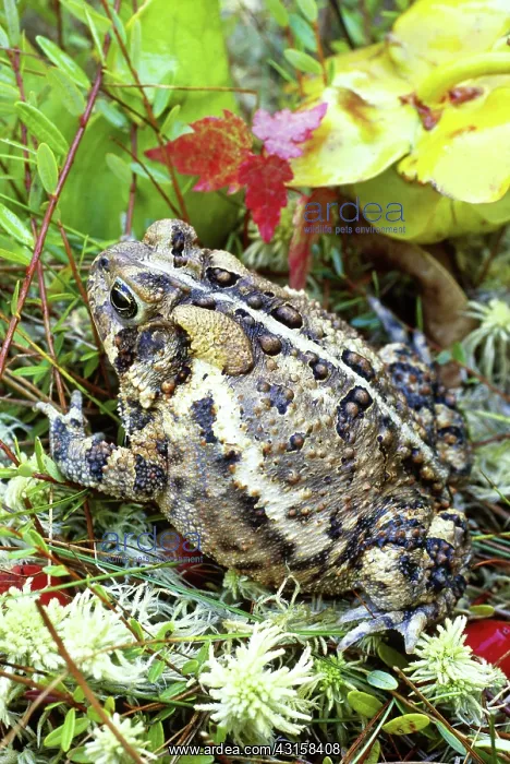 : American Toad (Bufo americanus) : American Toad (Bufo americanus)