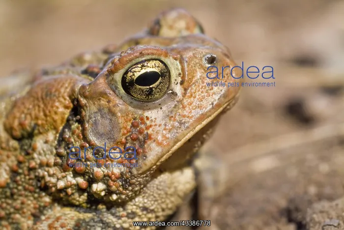 : American toad (Bufo americanus), female, Minnesota : American toad (Bufo americanus), female, Minnesota