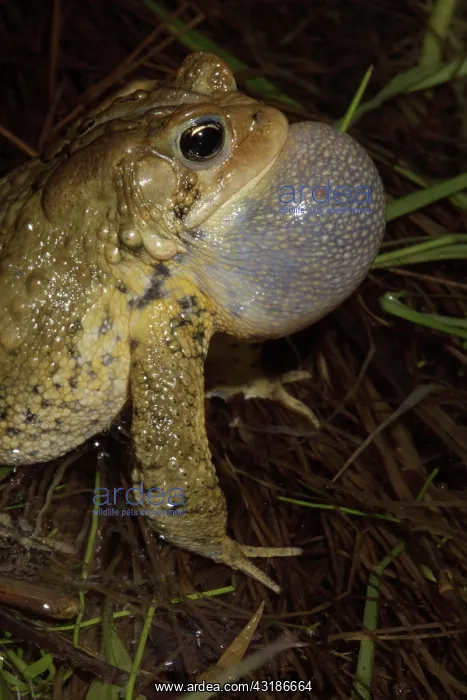 : American Toad (Bufo americanus) - Male calling to : American Toad (Bufo americanus) - Male calling to