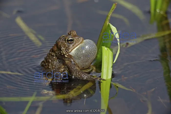 : American Toad (Bufo americanus) - Male calling to : American Toad (Bufo americanus) - Male calling to