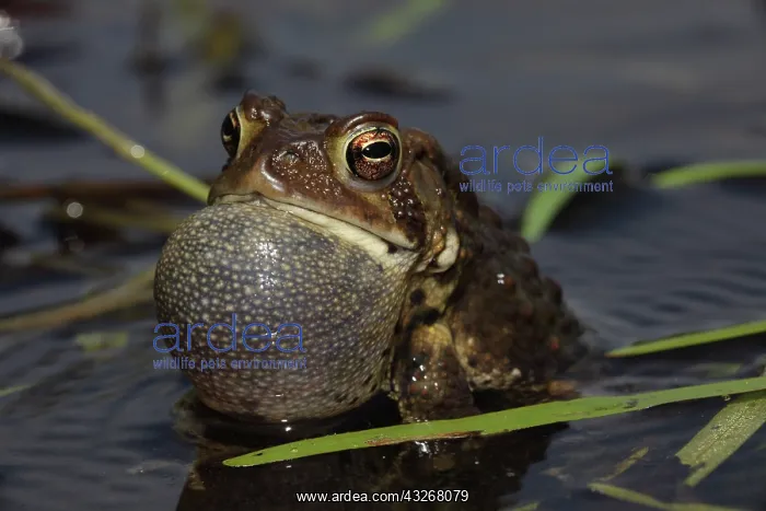 : American Toad (Bufo americanus) - Male calling to : American Toad (Bufo americanus) - Male calling to