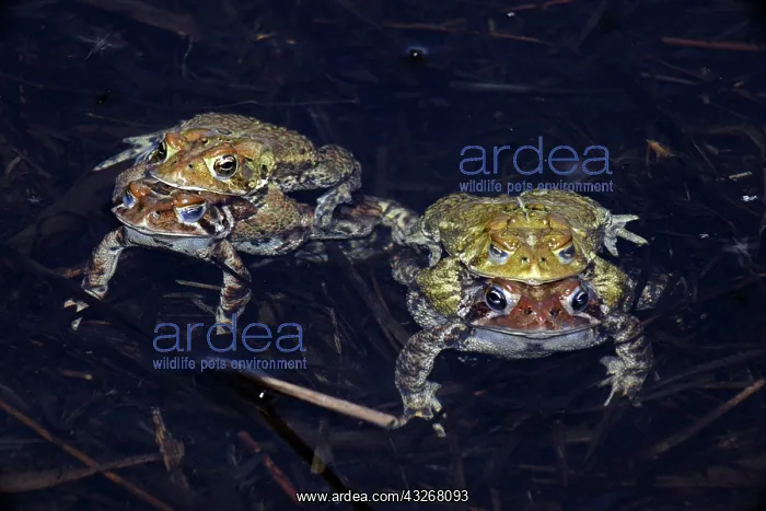 : American Toad (Bufo americanus) - Two pairs in amplexus : American Toad (Bufo americanus) - Two pairs in amplexus