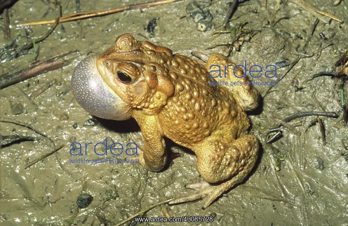 : American Toad Calling : American Toad Calling