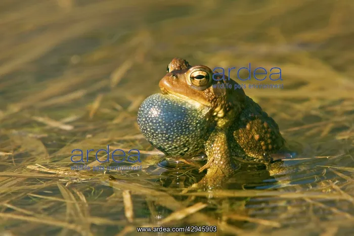 : American Toad - Calling in Spring : American Toad - Calling in Spring