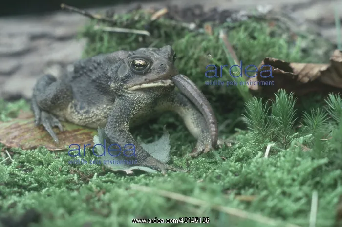 : American Toad Eating Worm : American Toad Eating Worm
