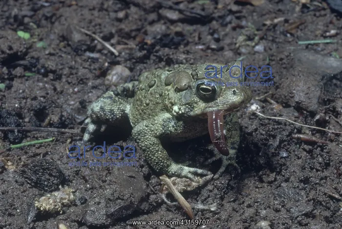 : American Toad Eating Worm : American Toad Eating Worm