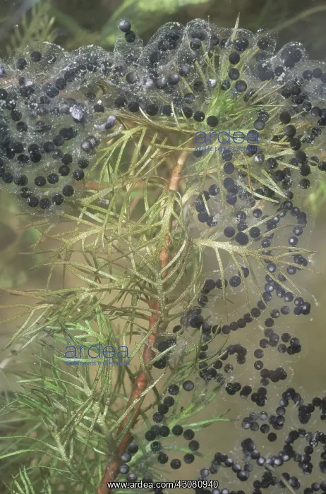 : American Toad Eggs : American Toad Eggs