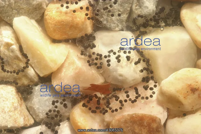 : American Toad eggs : American Toad eggs