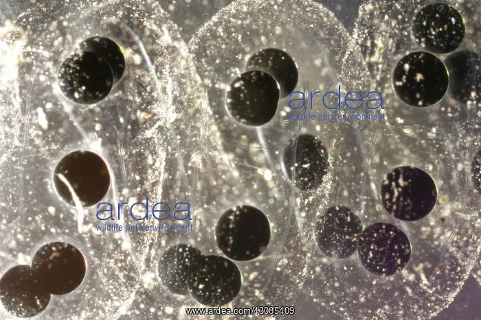 : American Toad eggs : American Toad eggs
