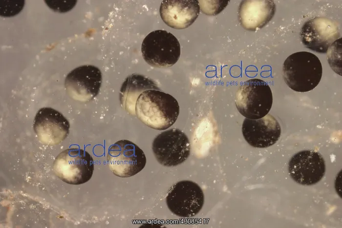 : American Toad eggs : American Toad eggs