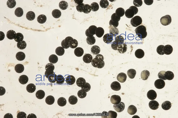 : American Toad eggs : American Toad eggs