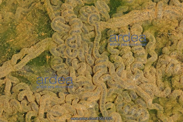 : American toad eggs, formerly Bufo americanus, Maryland : American toad eggs, formerly Bufo americanus, Maryland