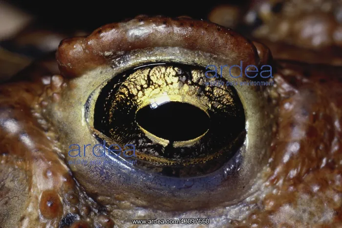 : American Toad Eye : American Toad Eye
