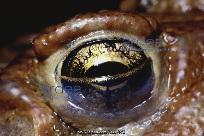 : American Toad Eye : American Toad Eye