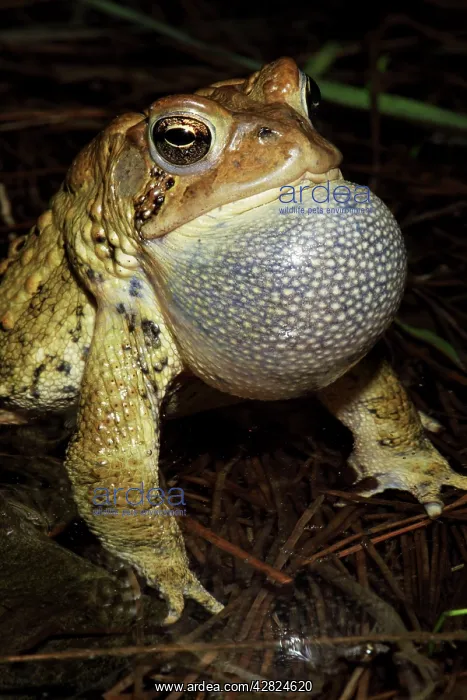 : American Toad - Male calling to attract female : American Toad - Male calling to attract female