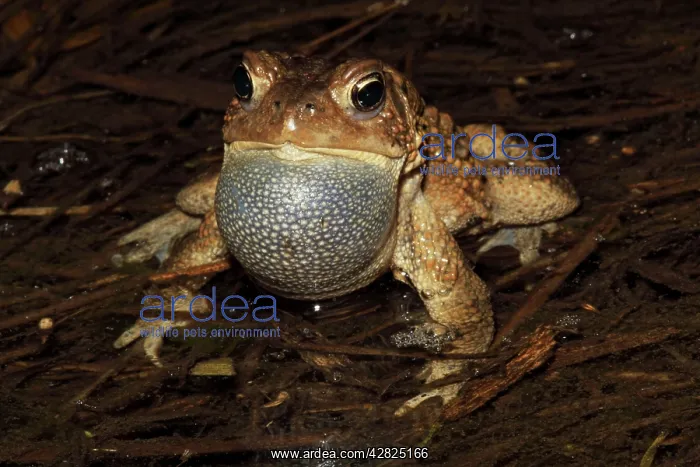 : American Toad - Male calling to attract female : American Toad - Male calling to attract female