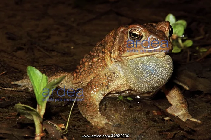 : American Toad - Male calling to attract female : American Toad - Male calling to attract female