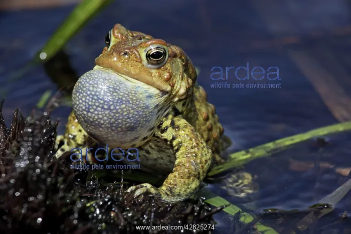 : American Toad - Male calling to attract female : American Toad - Male calling to attract female