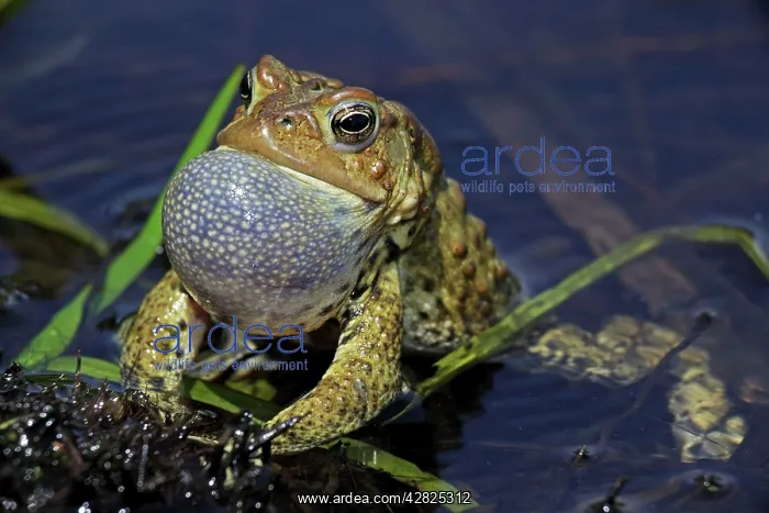 : American Toad - Male calling to attract female : American Toad - Male calling to attract female