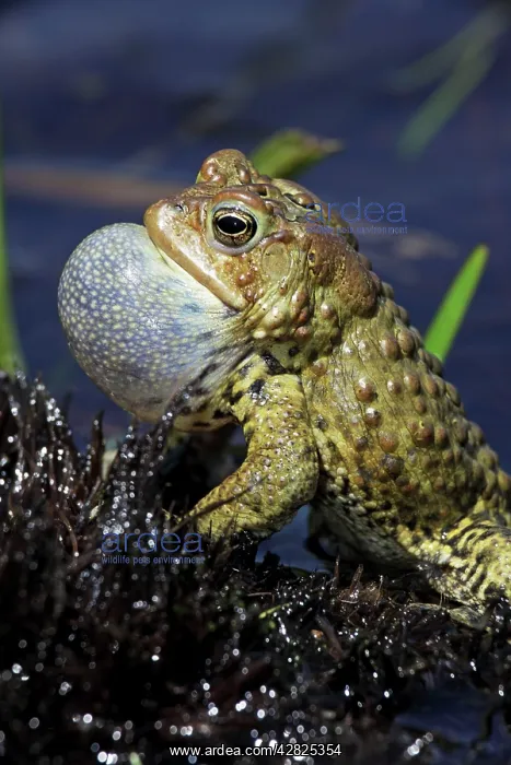 : American Toad - Male calling to attract female : American Toad - Male calling to attract female