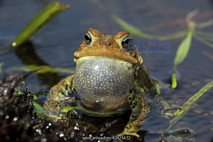 : American Toad - Male calling to attract female : American Toad - Male calling to attract female