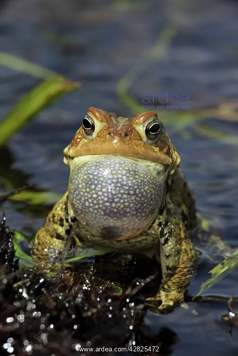 : American Toad - Male calling to attract female : American Toad - Male calling to attract female