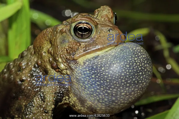 : American Toad - Male calling to attract female : American Toad - Male calling to attract female