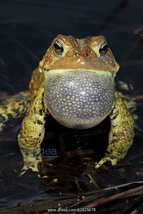 : American Toad - Male calling to attract female : American Toad - Male calling to attract female