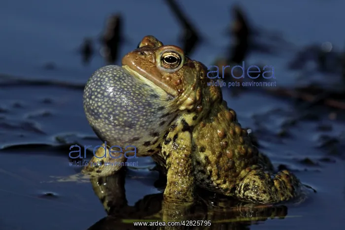 : American Toad - Male calling to attract female : American Toad - Male calling to attract female