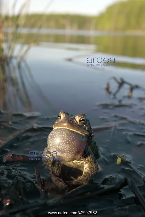 : American Toad - Male calling to attract female : American Toad - Male calling to attract female