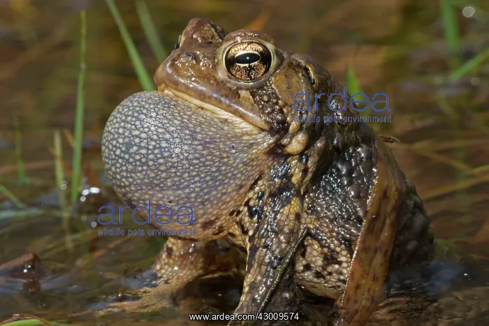 : American Toad male calling to attract females : American Toad male calling to attract females