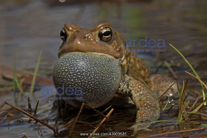 : American Toad male calling to attract females : American Toad male calling to attract females