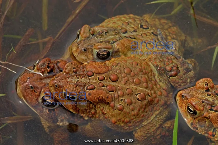 : American Toad males attempting to mate with a female : American Toad males attempting to mate with a female