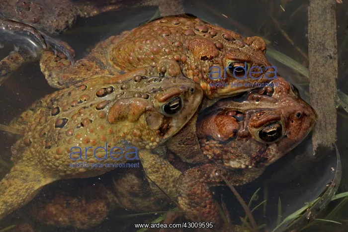 : American Toad males attempting to mate with a female : American Toad males attempting to mate with a female