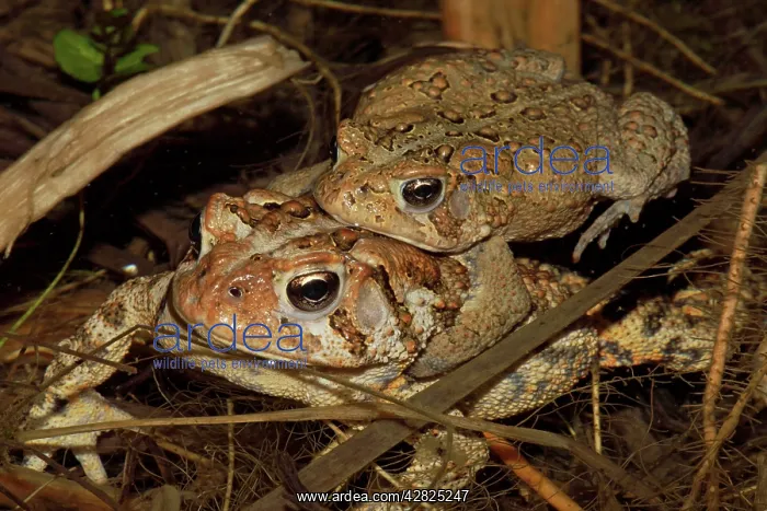 : American Toad - Pair in amplexus : American Toad - Pair in amplexus