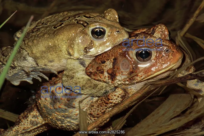 : American Toad - Pair in amplexus : American Toad - Pair in amplexus