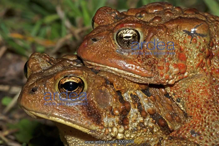 : American Toad pair in amplexus : American Toad pair in amplexus