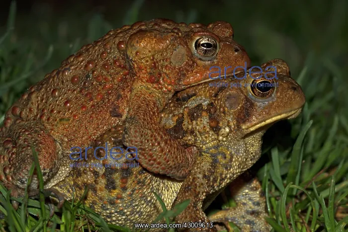 : American Toad pair in amplexus : American Toad pair in amplexus