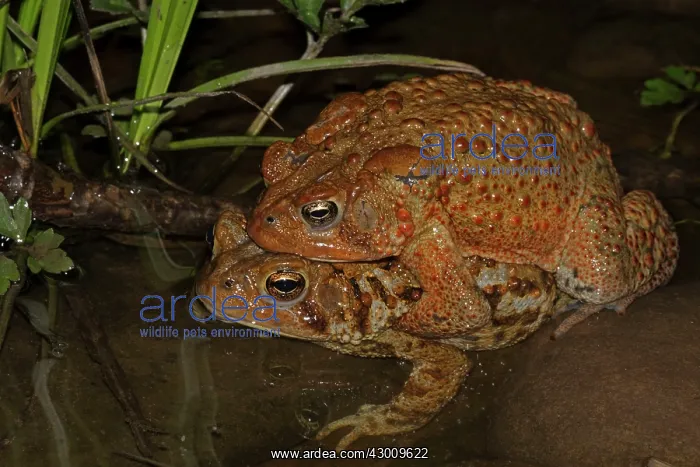: American Toad pair in amplexus : American Toad pair in amplexus