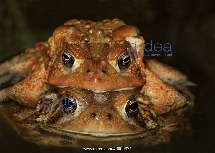 : American Toad pair in amplexus : American Toad pair in amplexus